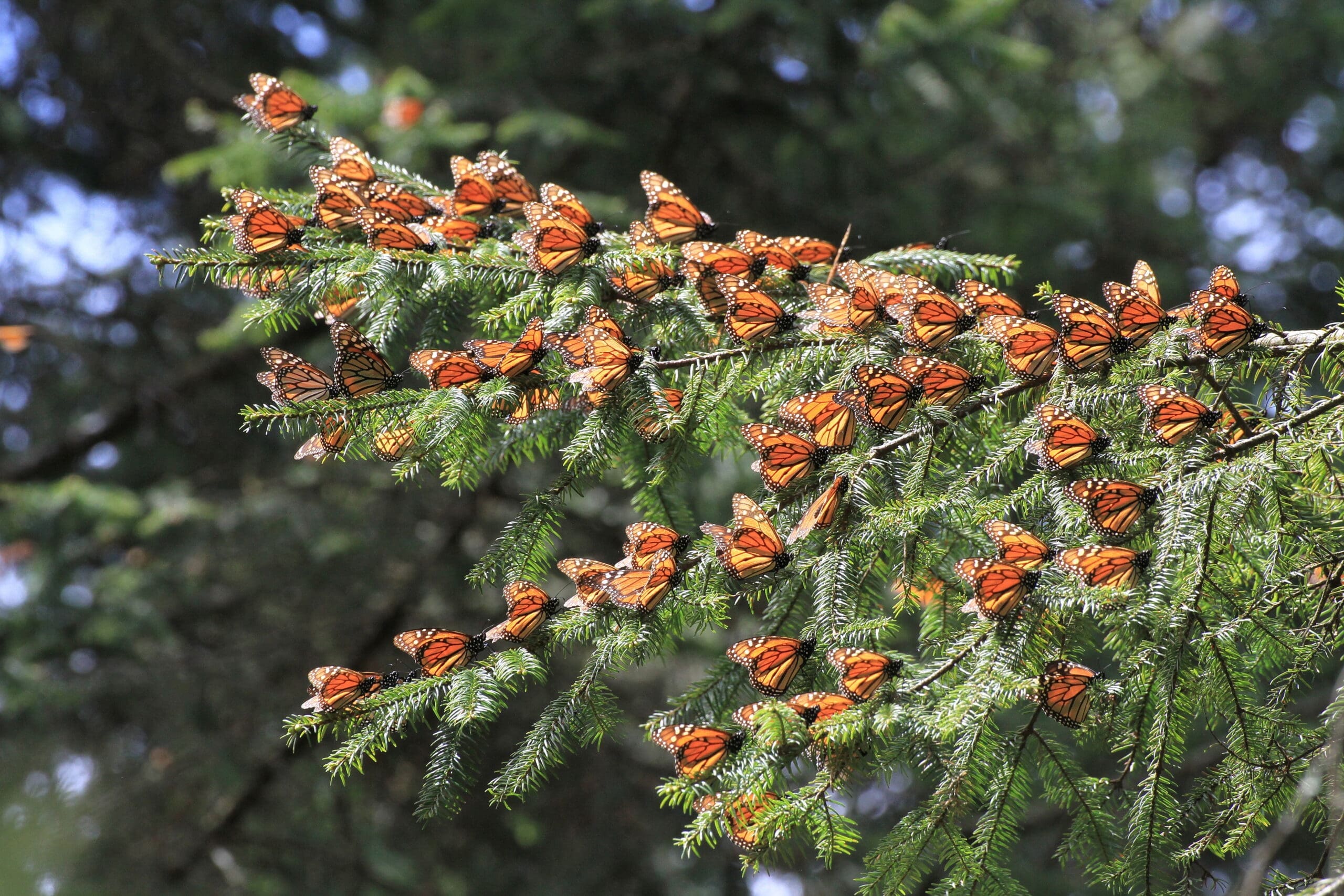 monarch butterflies in central mexico where they stay over the winter on oyamel trees.